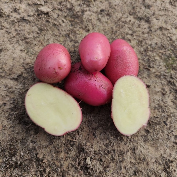 Урожайный семенной картофель "Аляска"