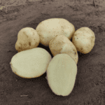 Ультраранний семенной картофель "Терра"