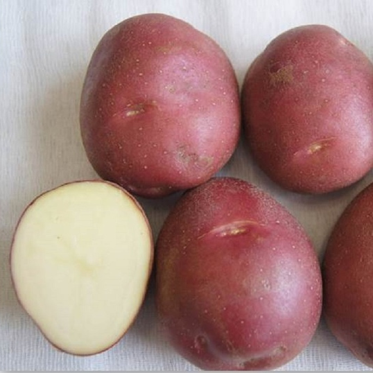 Раннеспелый семенной картофель "Арго"