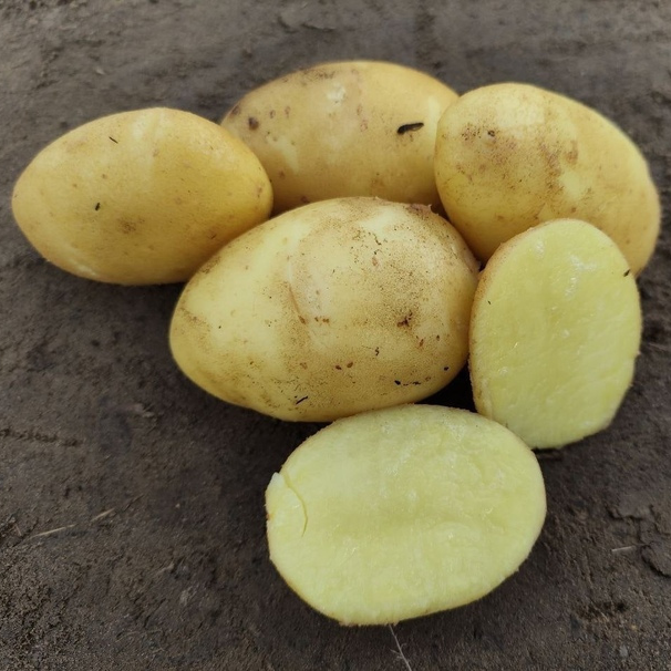 Высокопродуктивный семенной картофель "Шах"