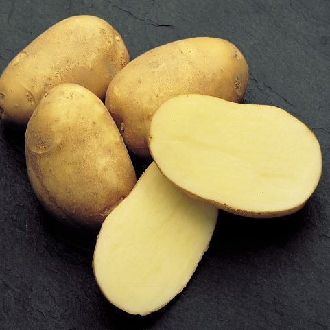 Среднеранний семенной картофель "Инноватор"